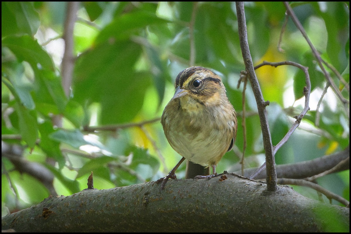Пасовка болотяна - ML646922231