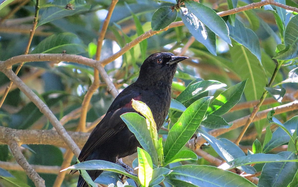 Oriole variable - ML646922232