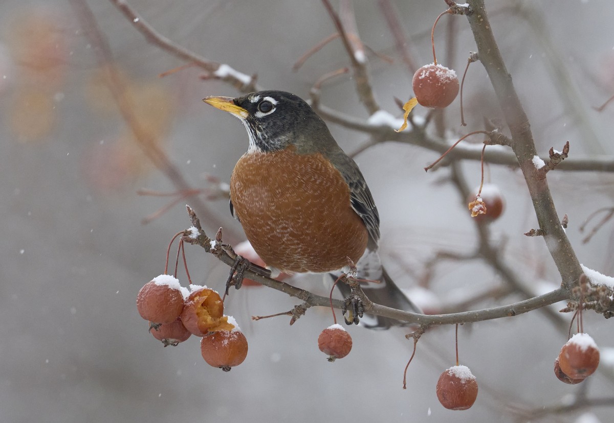 Göçmen Ardıç - ML646922235