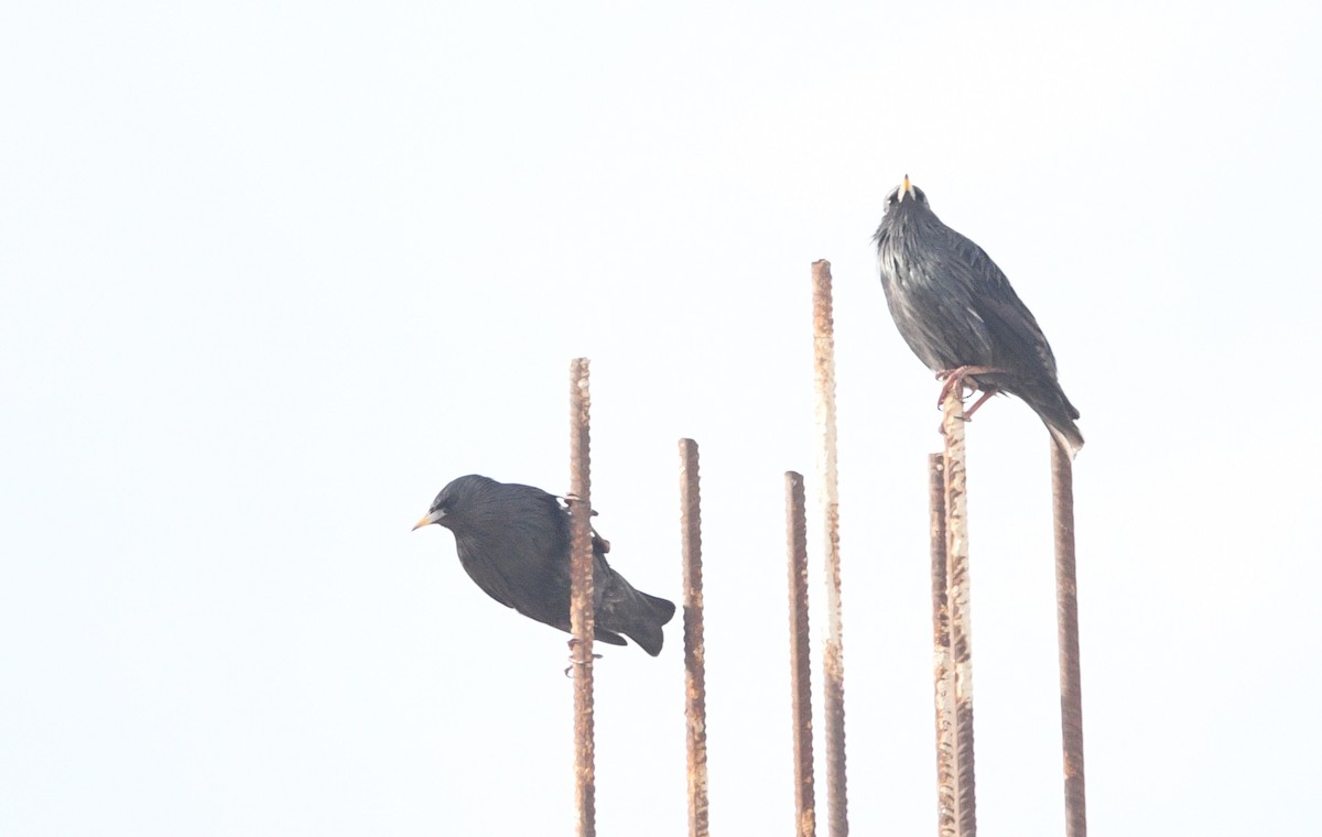 ムジホシムクドリ - ML646922239