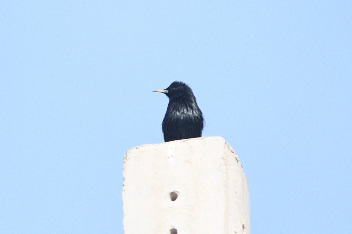 ムジホシムクドリ - ML646922240