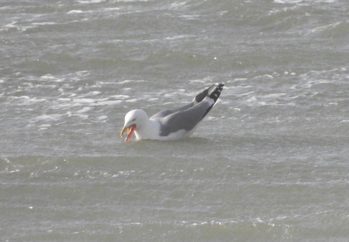 Yellow-legged Gull - ML646922253