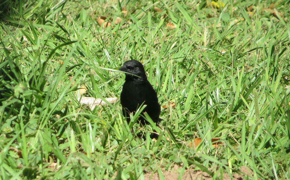 Carouge chopi - ML646922256