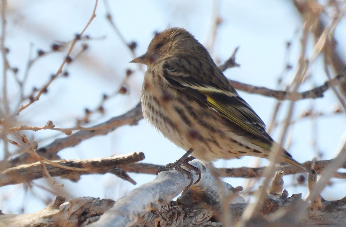 Pine Siskin - ML646922264