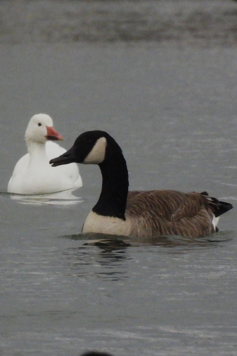 Schneegans - ML646922265