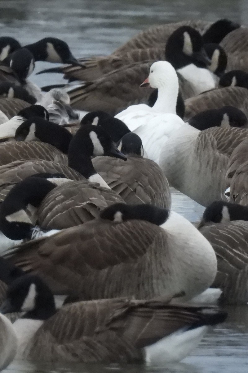 Schneegans - ML646922266