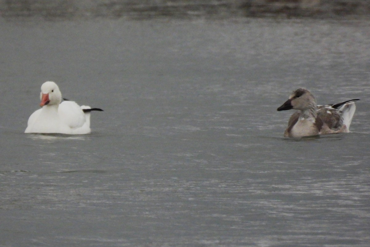 Schneegans - ML646922268