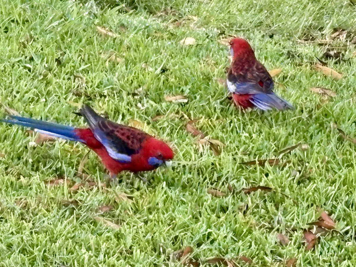 Rosella cremisi - ML646922271