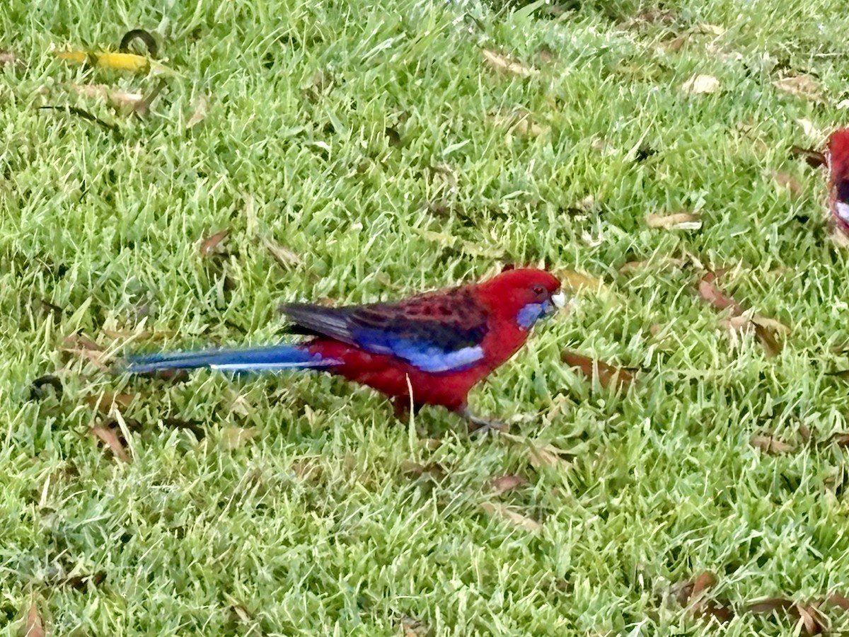 Rosella cremisi - ML646922274