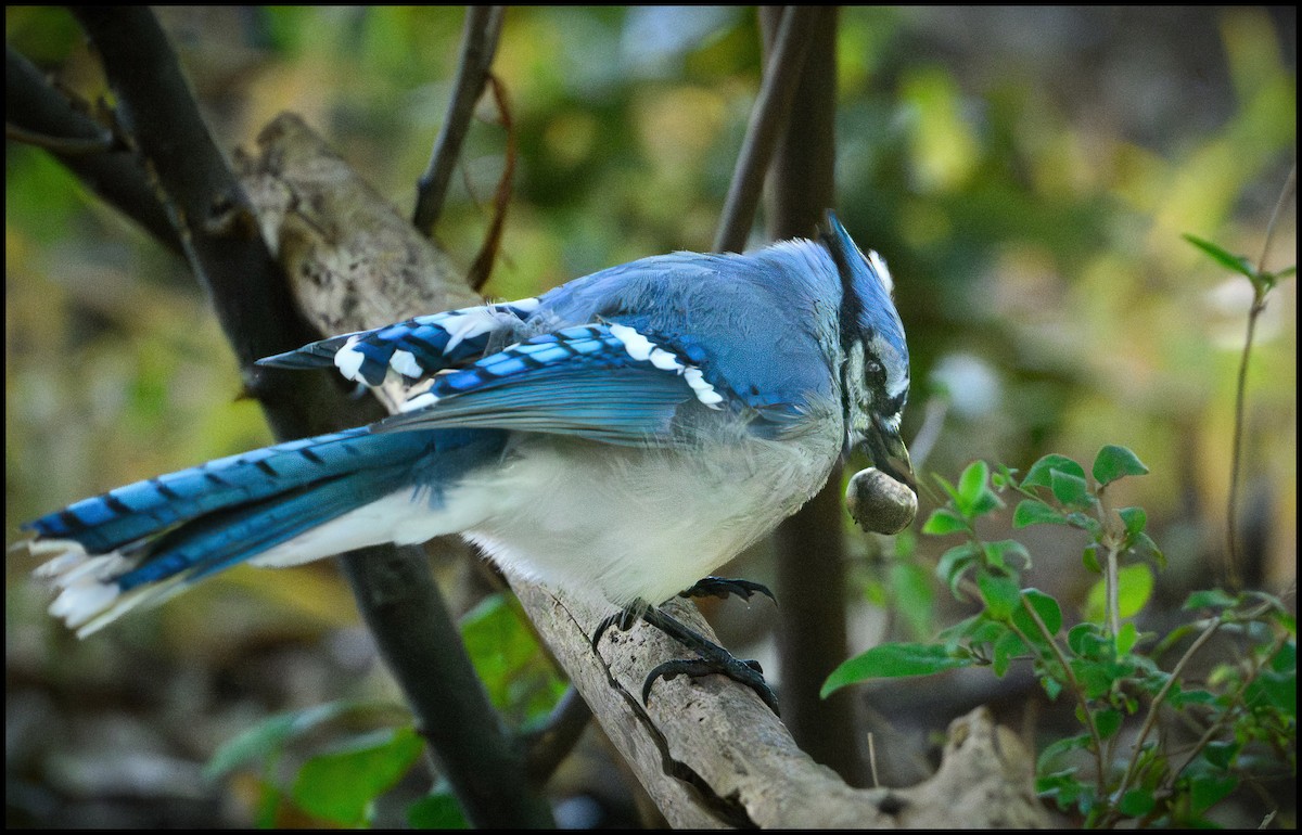 Сизойка блакитна - ML646922276