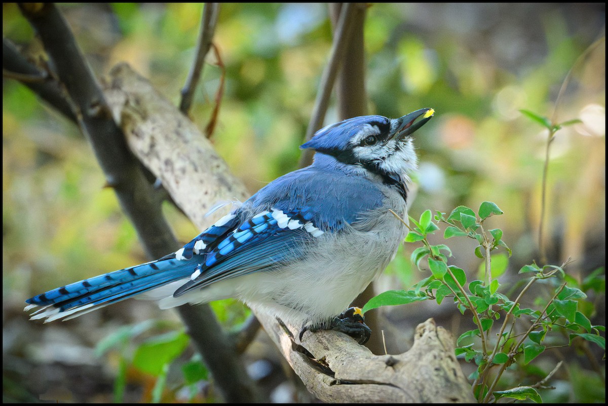 Сизойка блакитна - ML646922277