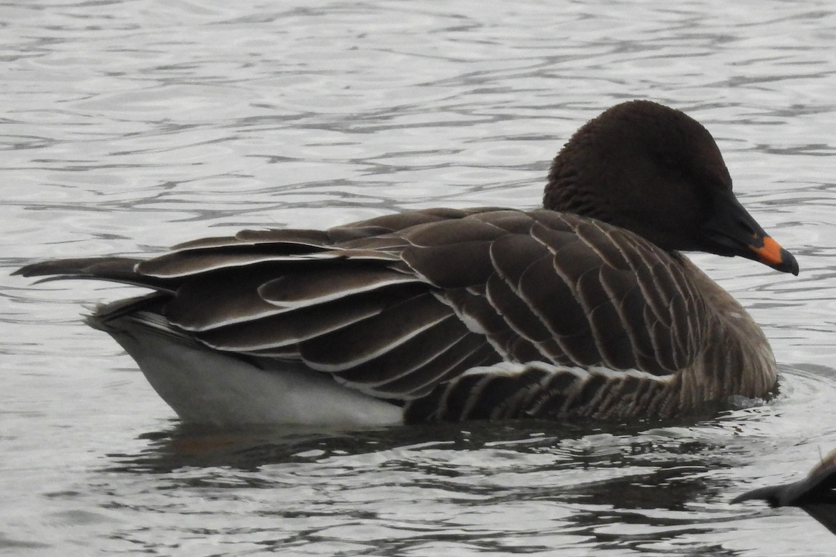 Tundrasaatgans - ML646922279