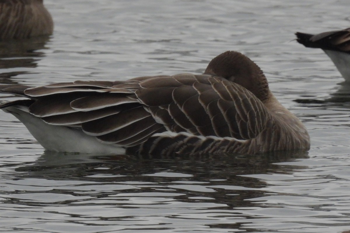 Tundrasaatgans - ML646922280