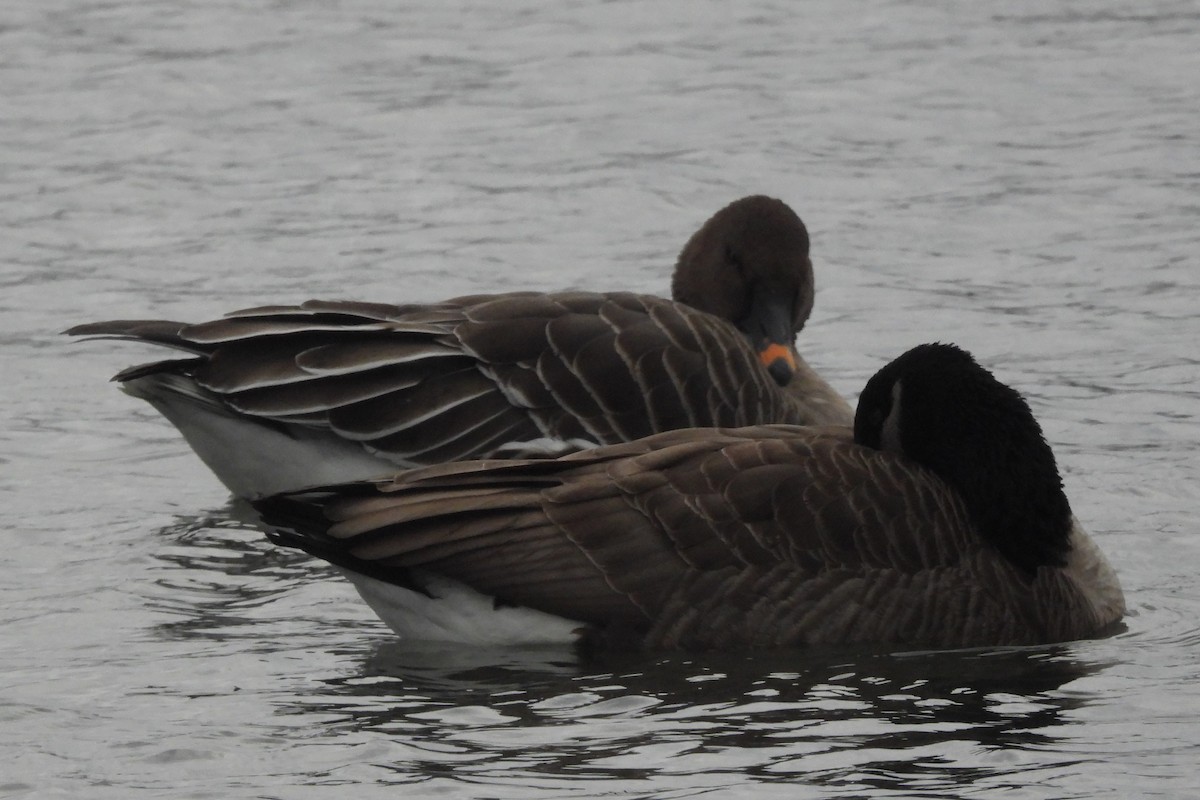 Tundrasaatgans - ML646922281