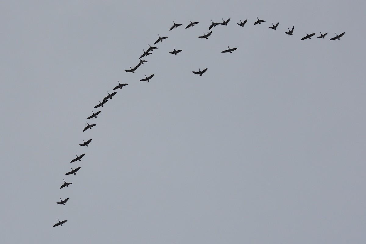 Kanadagans - ML646922288