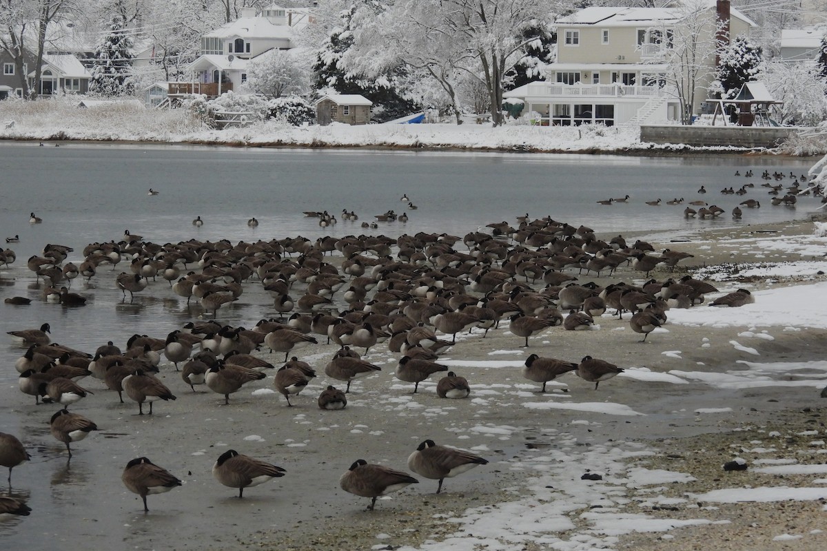 Kanadagans - ML646922289