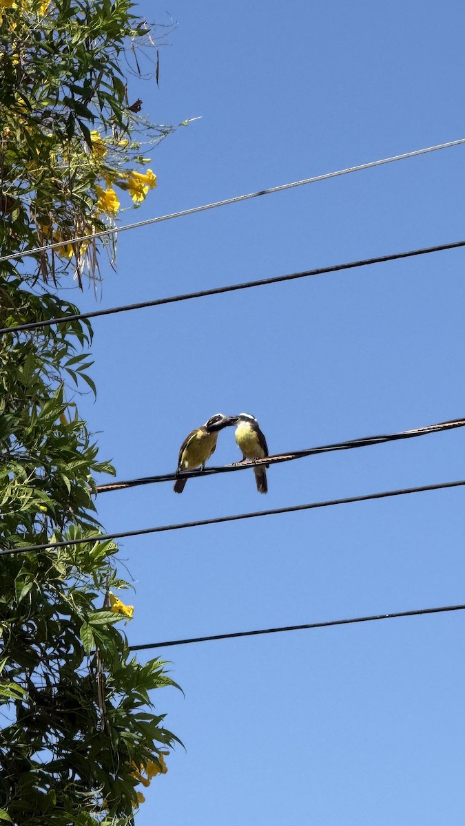 Great Kiskadee - ML646922291