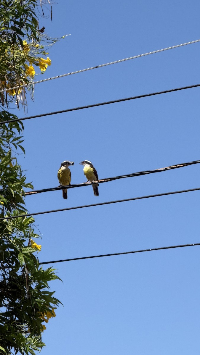 Great Kiskadee - ML646922292