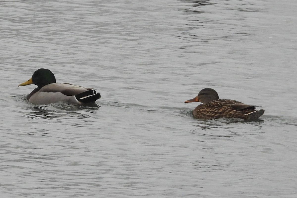 Stockente - ML646922293