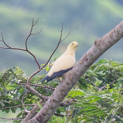 Pied Imperial-Pigeon - ML646922295