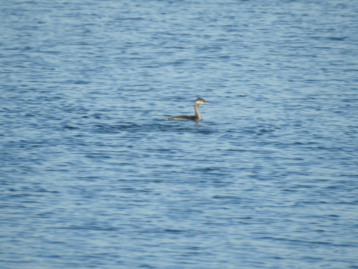 Svasso piccolo - ML646922297