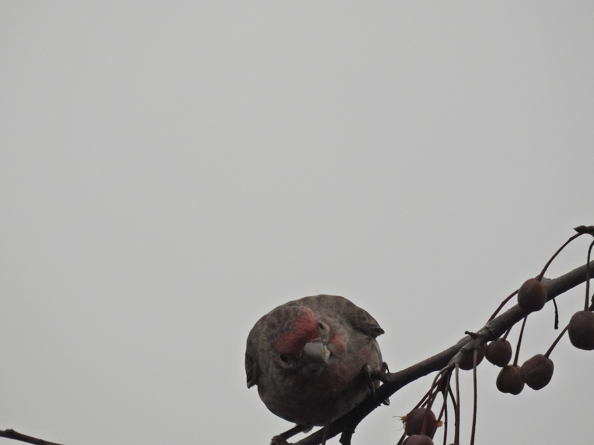 House Finch - ML646922298