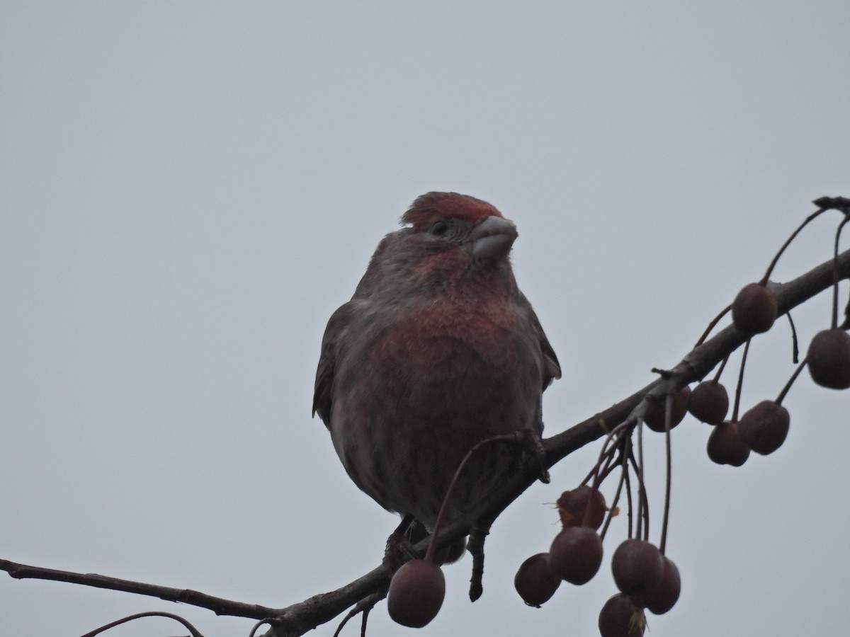 House Finch - ML646922299