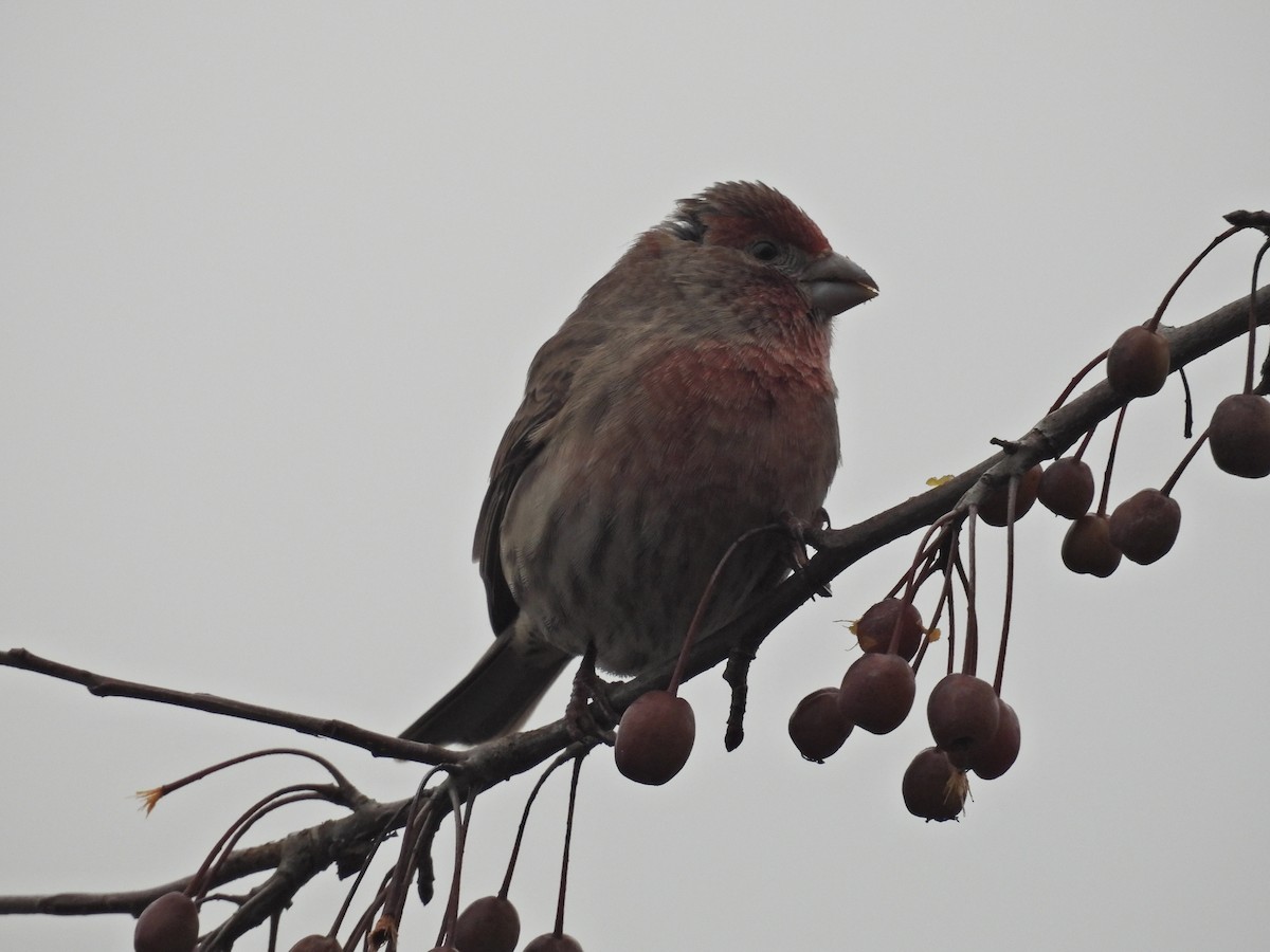 House Finch - ML646922300