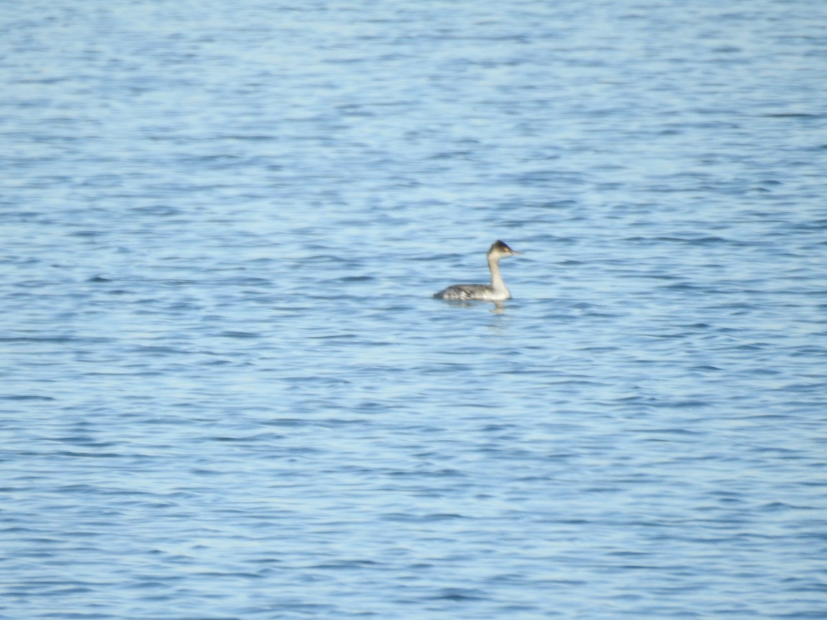 Svasso piccolo - ML646922302