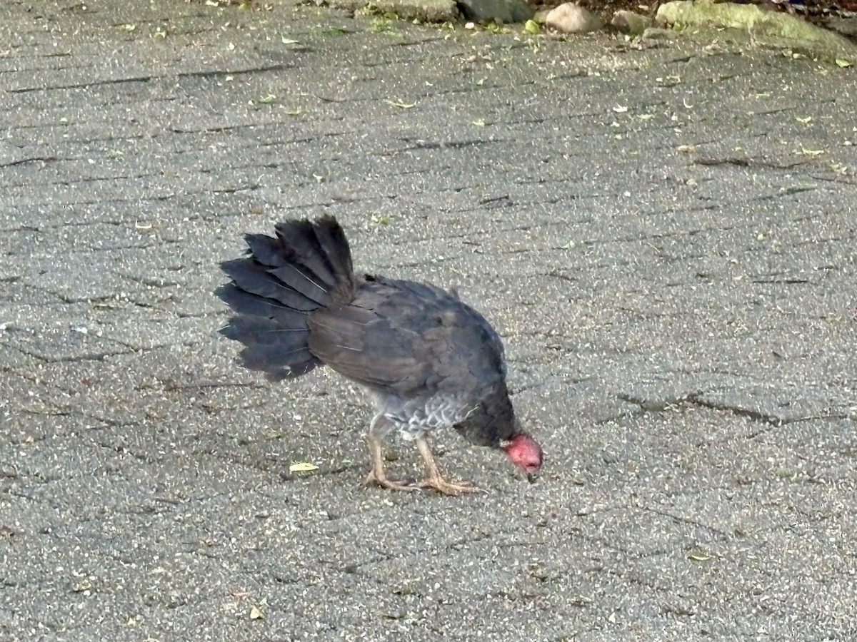 Australian Brushturkey - ML646922308