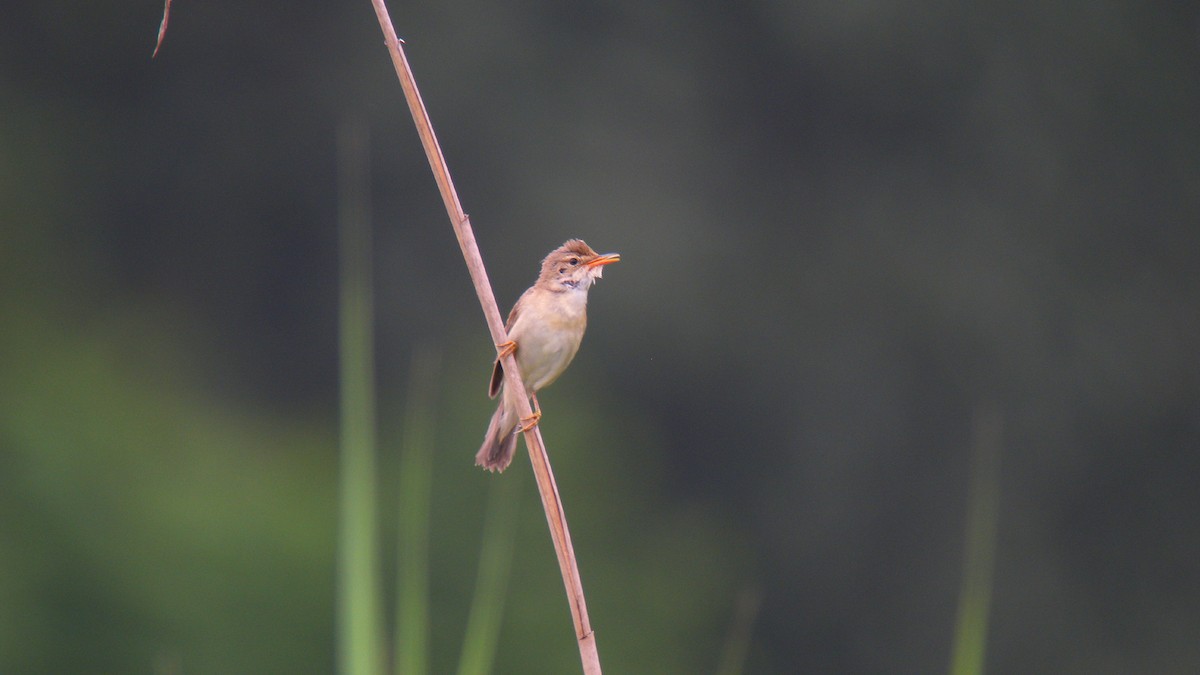 Marsh Warbler - ML646922317