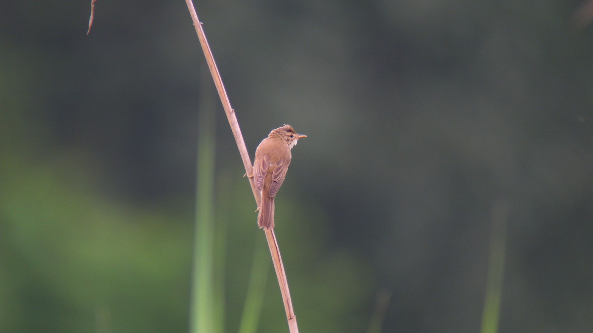 Marsh Warbler - ML646922319