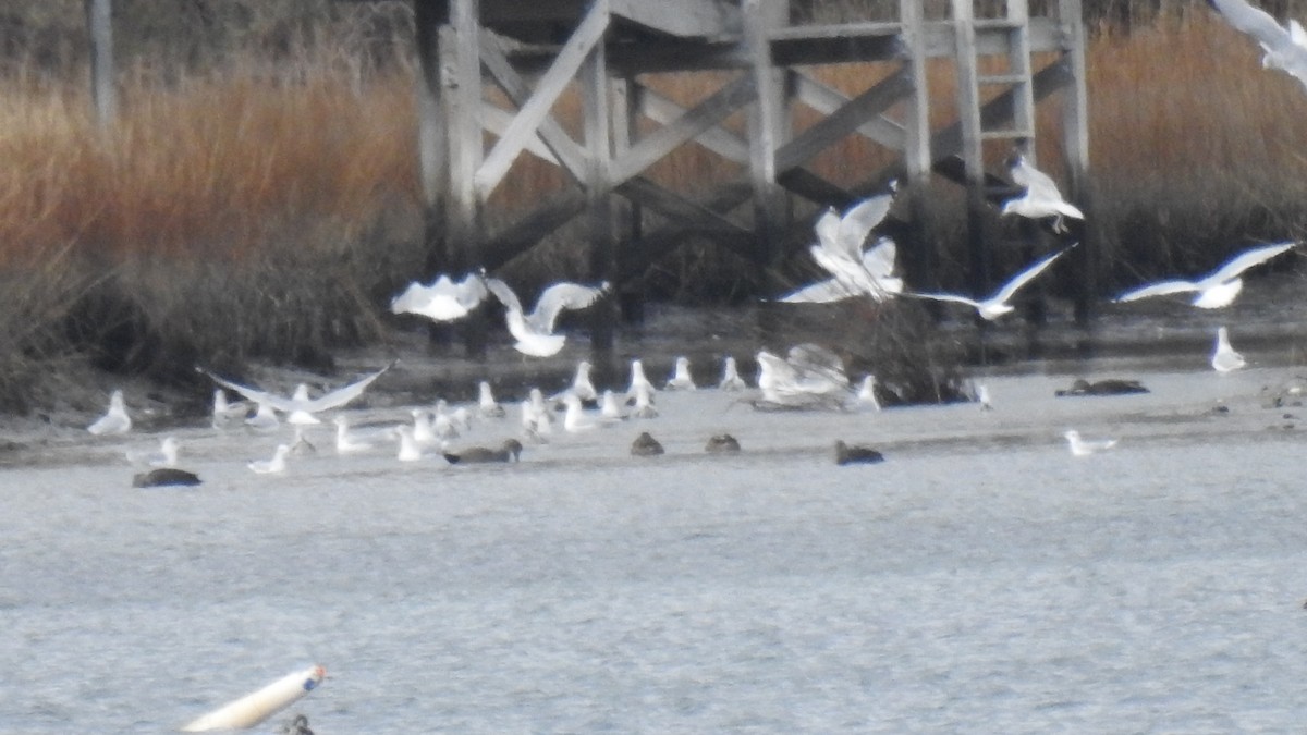 gull sp. - ML646922322