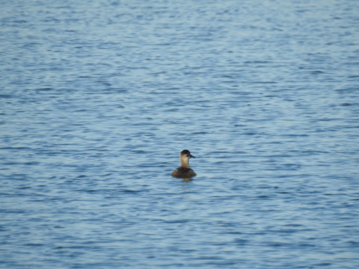 Gobbo della Giamaica - ML646922323