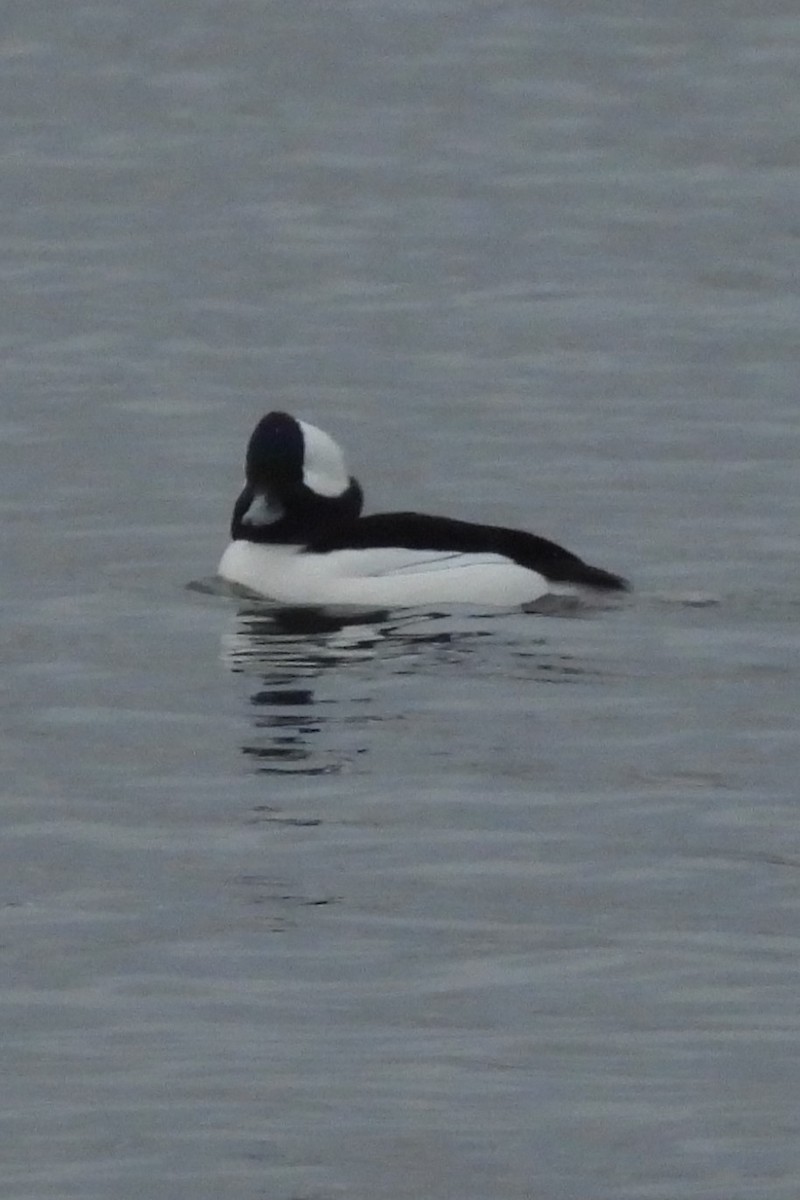 Büffelkopfente - ML646922328