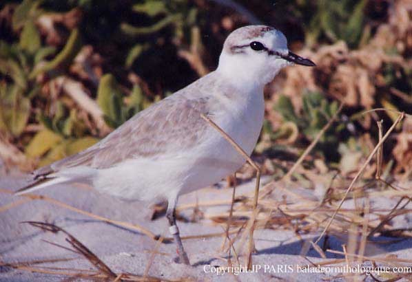 White-fronted Plover - ML646922331