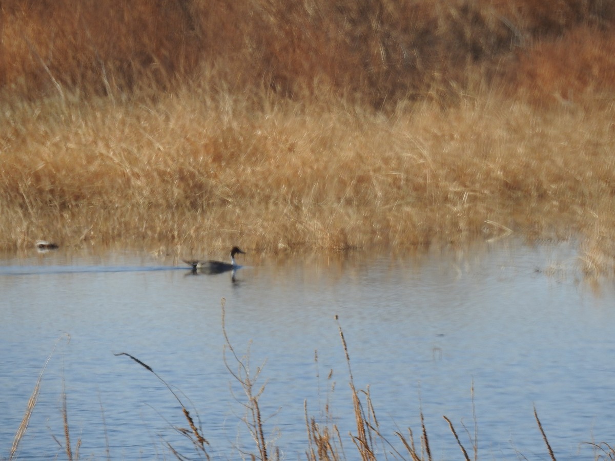 Codone - ML646922333