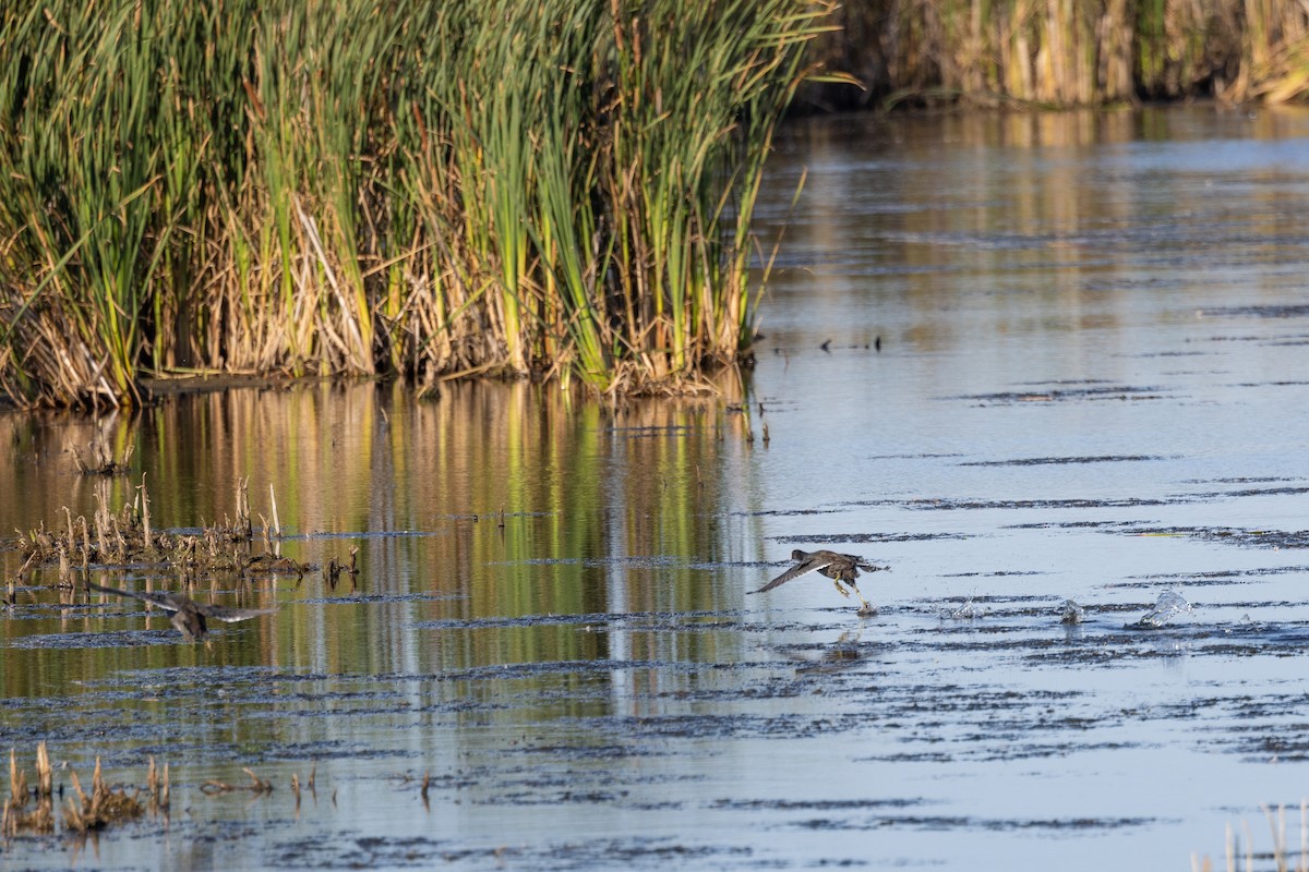 American Coot - ML646922338
