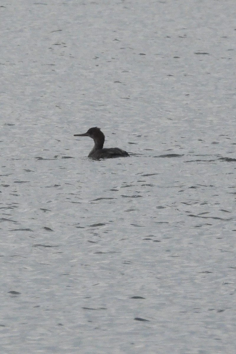 Mittelsäger - ML646922340