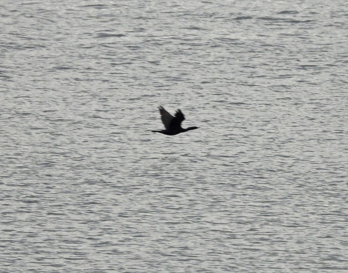 Pelajik Karabatak - ML646922343