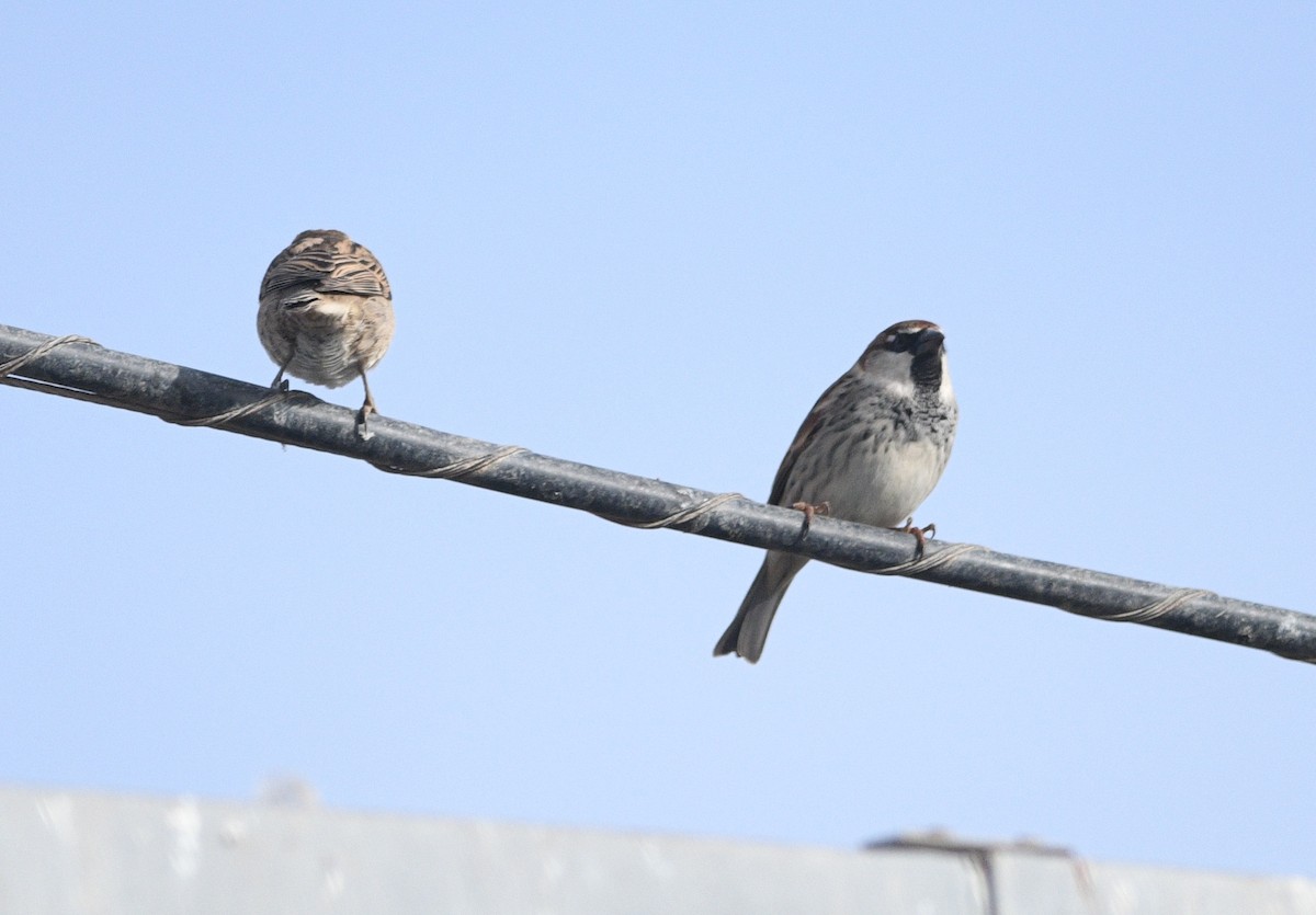 スペインスズメ - ML646922344