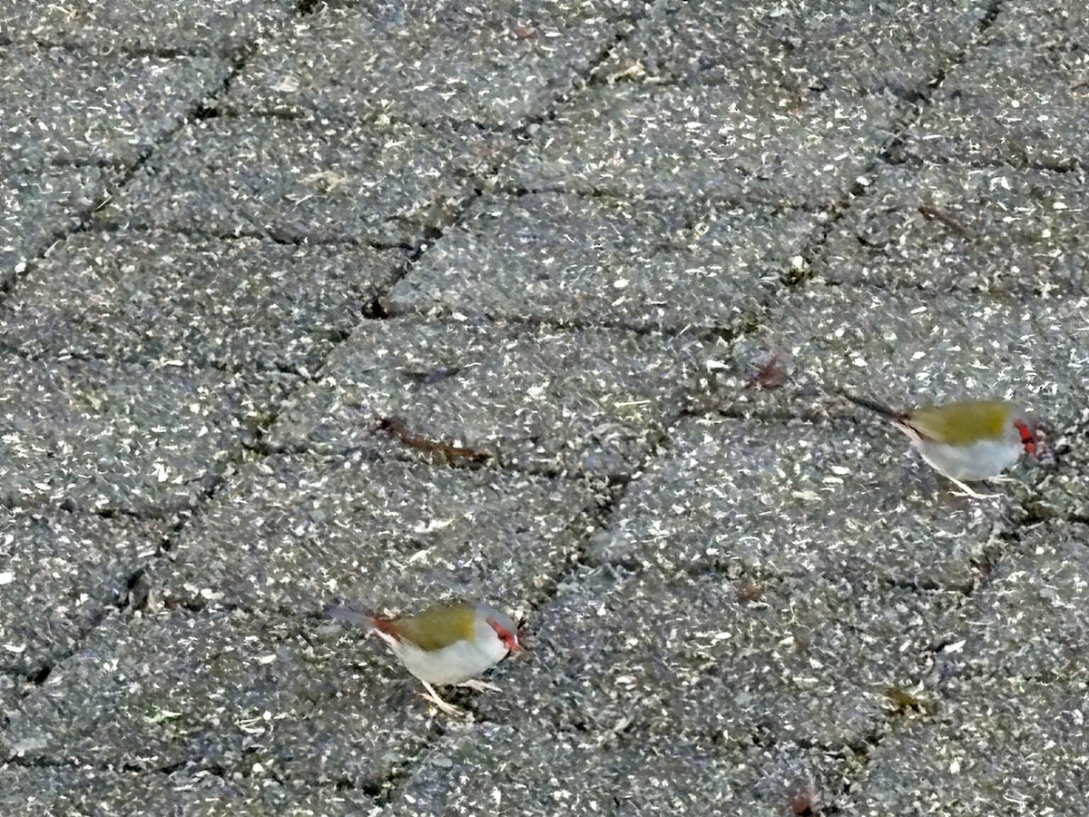 Red-browed Firetail - ML646922347