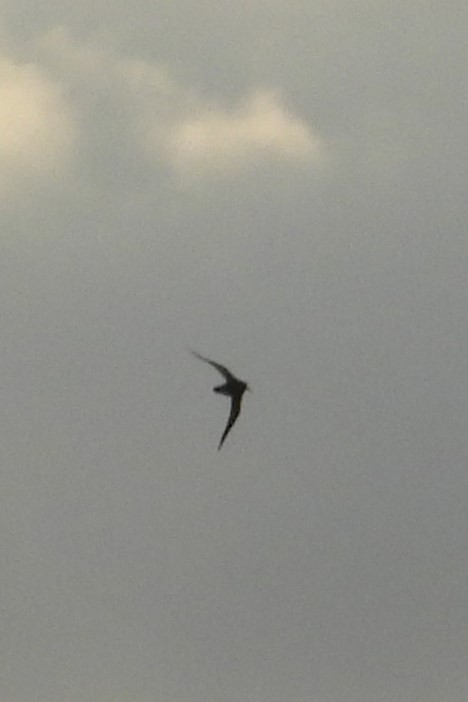 Keilschwanz-Regenpfeifer - ML646922348