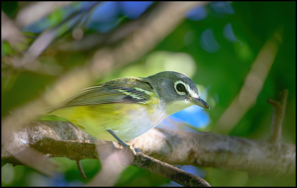 Віреон сизоголовий - ML646922355