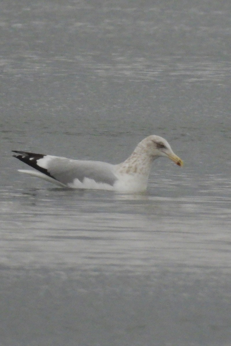 Kanadamöwe - ML646922361