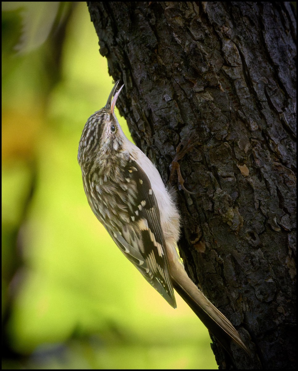 Підкоришник американський - ML646922372