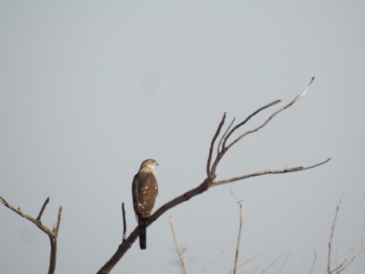 Cooper's Hawk - ML646922373