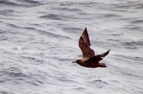 Brown Skua - ML646922376