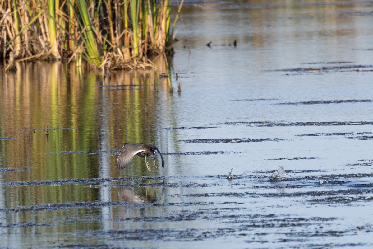 American Coot - ML646922377