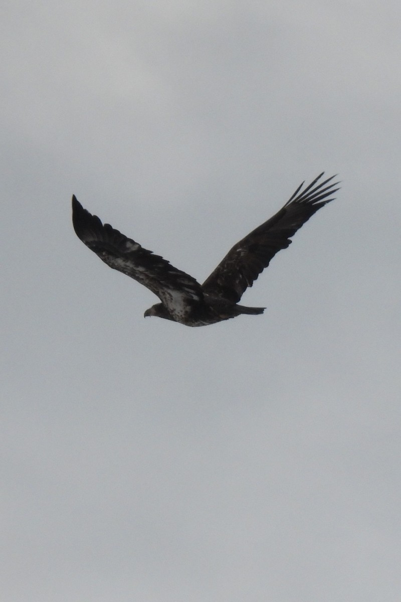 Weißkopf-Seeadler - ML646922378